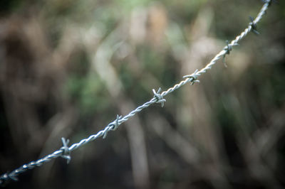 Close-up of barbed wire