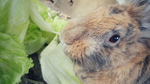 Close-up of rabbit