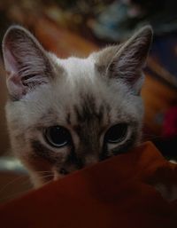 Close-up portrait of cat