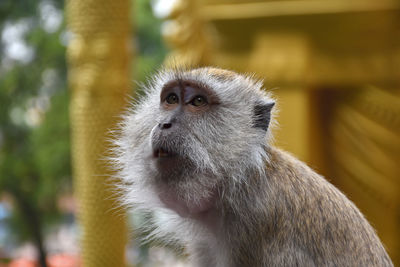 Crab-eating macaques, macaca fascicularis at caves villa next to batu caves in malaysia