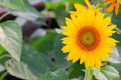 Close-up of sunflower