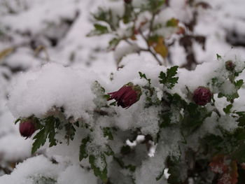 High angle view of snow on plant during winter