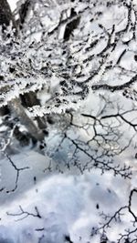 Full frame shot of snow covered tree
