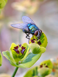 Close-up of insect on flower