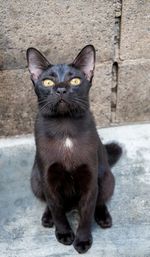 Portrait of cat sitting on wall