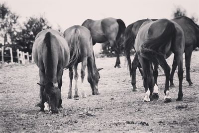 Horses grazing in ranch