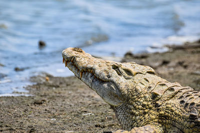 Close-up of crocodile