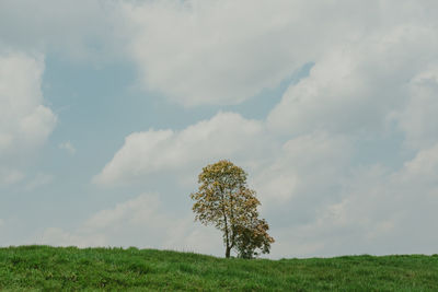 Tree on field against sky