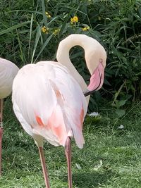 View of a bird on field