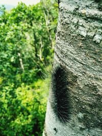 Close-up of insect on tree trunk