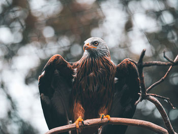 Close-up of red kite perching on branch