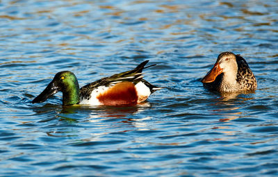 Close-up of duck swimming in lake