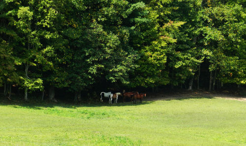 Trees on grassy field