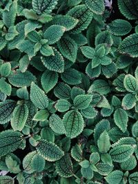 Full frame shot of plants