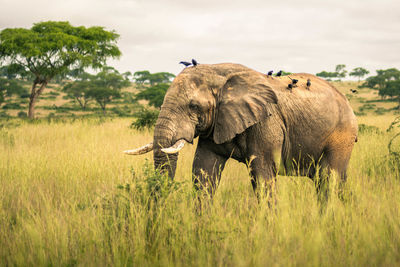 Elephants on field