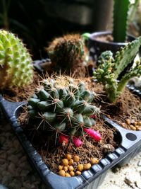 High angle view of cactus growing on potted plant