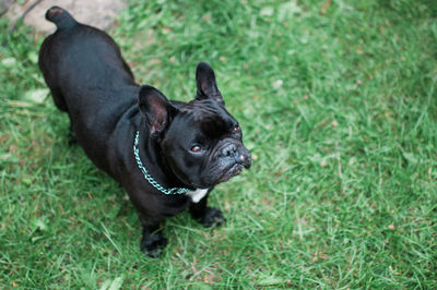 High angle view of black french bulldog on grass