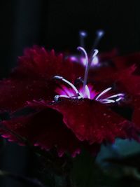 Close-up of red flower