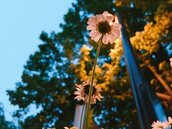 Close-up of flowers growing in field