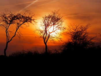 Silhouette trees against orange sky during sunset