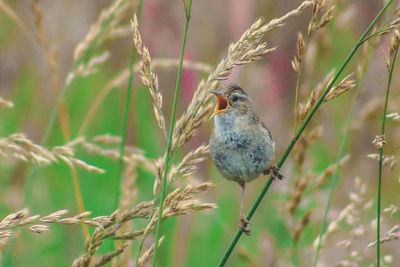 Close-up of bird perching on branch