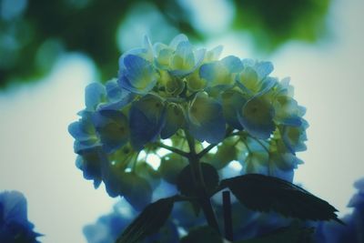 Close-up of purple flowers