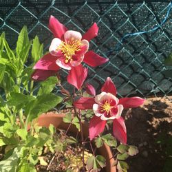 Close-up of pink flowers blooming outdoors