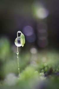 Close-up of water drop on plant