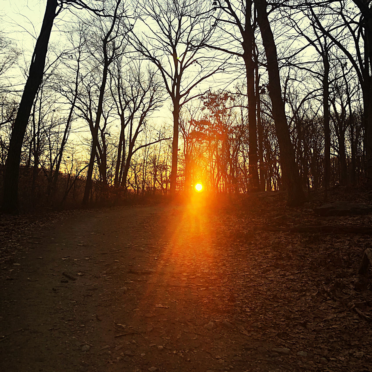 SUNLIGHT STREAMING THROUGH TREES IN FOREST AGAINST SKY DURING SUNSET