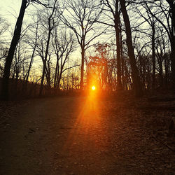 Sunlight streaming through trees in forest during sunset