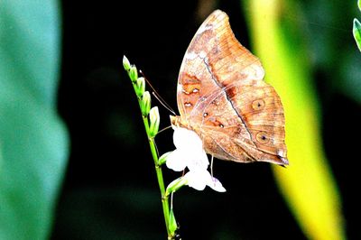 Close-up of butterfly on leaf