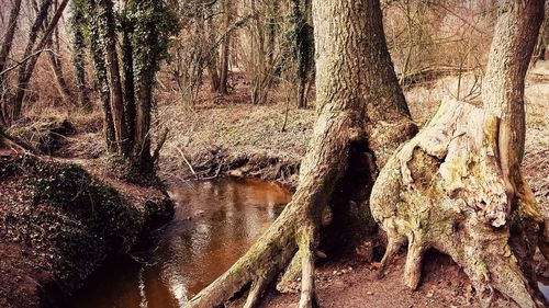 Full frame shot of tree trunk