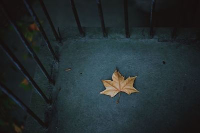 High angle view of dry maple leaf on retaining wall