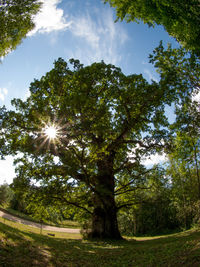 Trees against sky