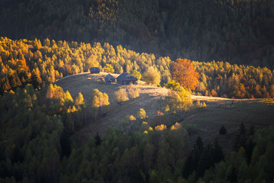 High angle view of trees on mountain during autumn