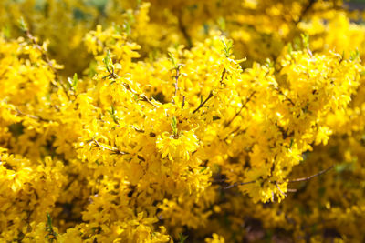 Close-up of yellow flowering plant