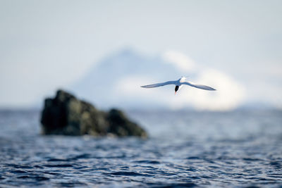 Antarctic tern dives toward ocean to fish