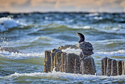 Bird perching on wooden post