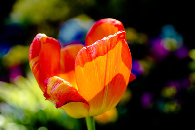 Close-up of red flower blooming outdoors