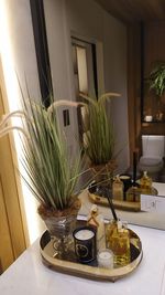 Potted plants on table at home