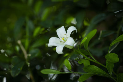 Close-up of white flowering plant