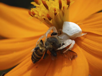 High angle view of insects pollinating on flower