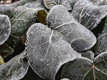 Full frame shot of frozen leaves during winter