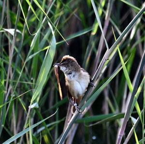 Close-up of bird perching on plant