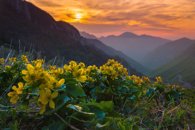 Yellow flowering plants by land against sky during sunset