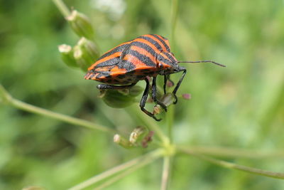 Close-up of butterfly on leaf