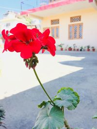 Close-up of red hibiscus blooming outdoors