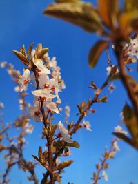 Low angle view of cherry blossoms in spring