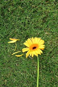 Close-up of yellow flower on field