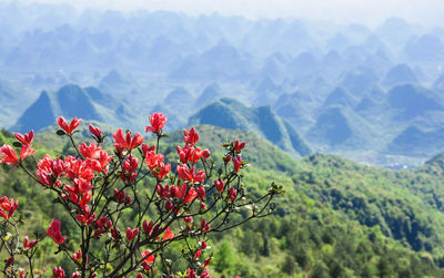 Close-up of red flowering plant against mountain